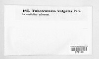 Tubercularia vulgaris image